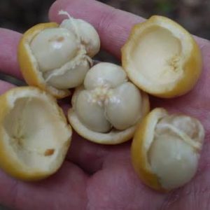 থাই লটকন গাছ....