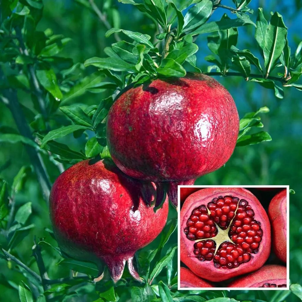 ১২ মাসি অস্ট্রেলিয়ান আনার গাছ....