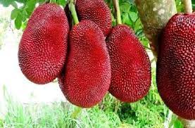 লাল কাঁঠাল গাছ .....
