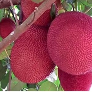 'লাল কাঁঠাল গাছ....