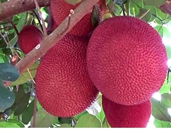 'লাল কাঁঠাল গাছ....