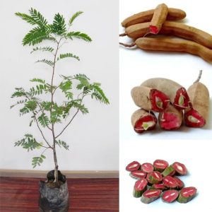 লাল তেতুল গাছ....