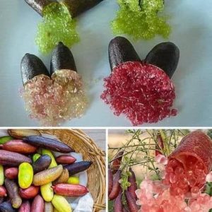 ফিংগার লাইন লেমন গাছ....