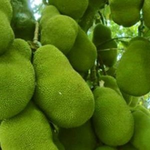 ১২ মাসি সবুজ কাঁঠাল গাছ....