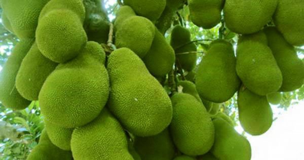 ১২ মাসি সবুজ কাঁঠাল গাছ....