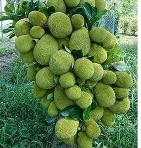 বারোমাসি সবুজ কাঁঠাল গাছ .....
