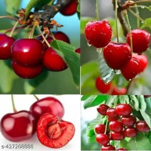 অস্ট্রেলিয়ান রেড চেরি গাছ....