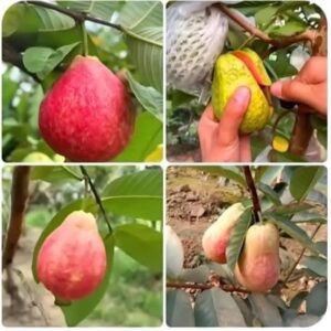 মিশরীয় লাল পেয়ারা গাছ.....